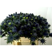 image фото Eryngium Supernova Qstar  - эрингиум оптом купить цветы и растения из Голландии, Германии, Италии, Испании, Дании, Эквадора, Колумбии, Азии, Африки, Израиля, Китая, Тайланда, Тайваня с доставкой по Украине в: Киев, Львов, Черкассы, Кировоград, Полтава, Ровно, Днепропетровск, Запорожье, Харьков, Кривой Рог, Днепр, Одесса, Николаев, Херсон, Умань, Кропивницкий